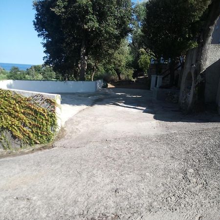 Cap Corse Une Villa Dans Un Nid De Verdure San-Martino-di-Lota المظهر الخارجي الصورة